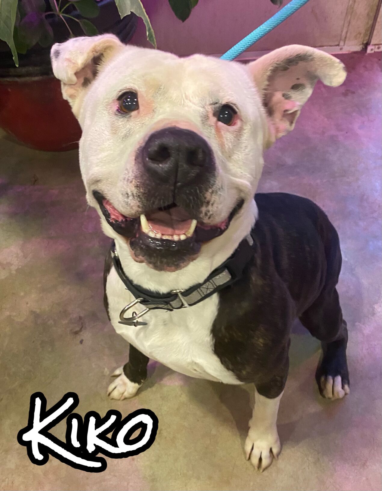 Kiko